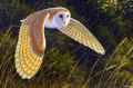 Сипуха фото (Tyto alba) - изображение №1681 onbird.ru.<br>Источник: simbania.wordpress.com
